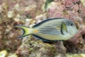 Acanthurus sohal (Sohal surgeonfish), Aquarium